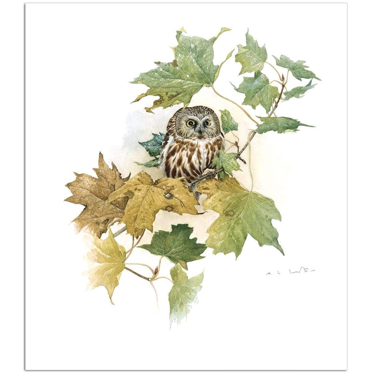 Saw-Whet Owl in Maple Tree - Art Print | Artwork by Glen Loates