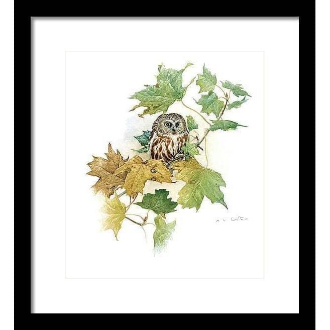 Saw-Whet Owl in Maple Tree - Framed Print | Artwork by Glen Loates