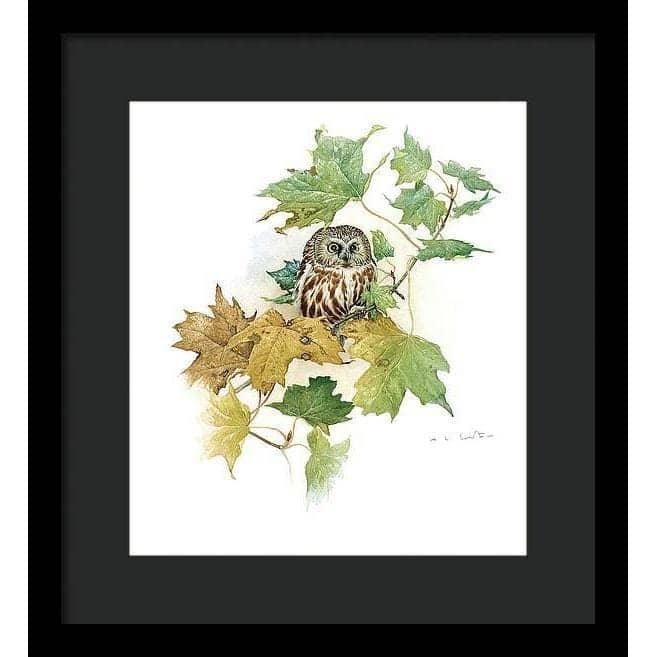 Saw-Whet Owl in Maple Tree - Framed Print | Artwork by Glen Loates