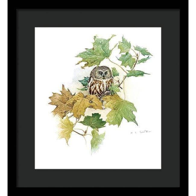 Saw-Whet Owl in Maple Tree - Framed Print | Artwork by Glen Loates