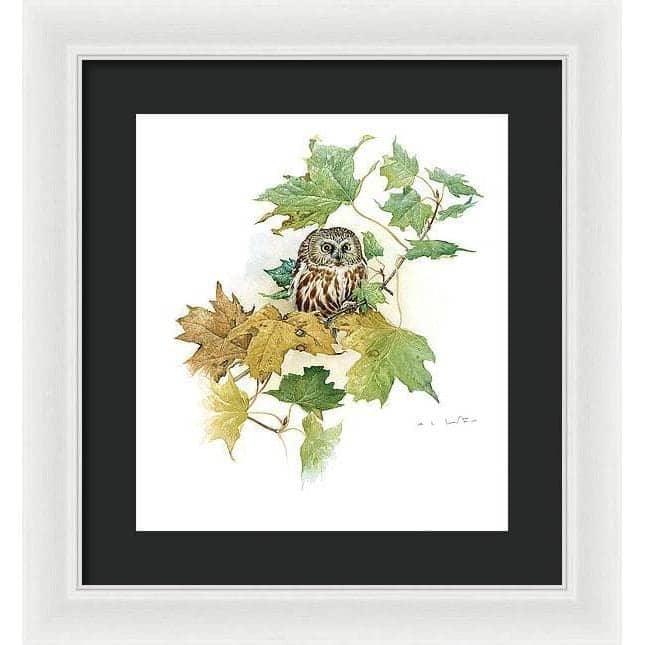 Saw-Whet Owl in Maple Tree - Framed Print | Artwork by Glen Loates