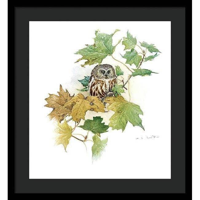 Saw-Whet Owl in Maple Tree - Framed Print | Artwork by Glen Loates