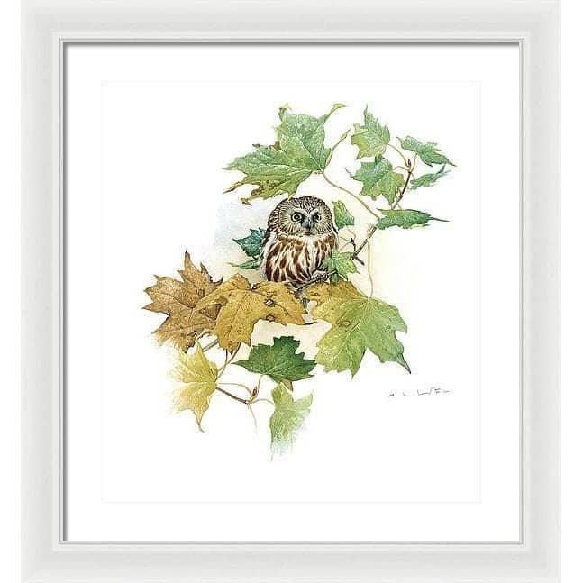 Saw-Whet Owl in Maple Tree - Framed Print | Artwork by Glen Loates