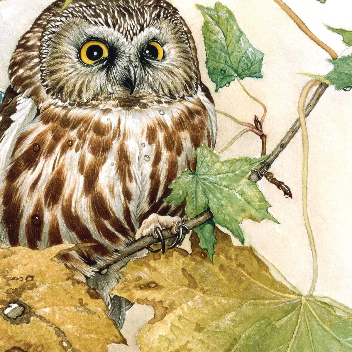 Saw-Whet Owl in Maple Tree - Framed Print | Artwork by Glen Loates