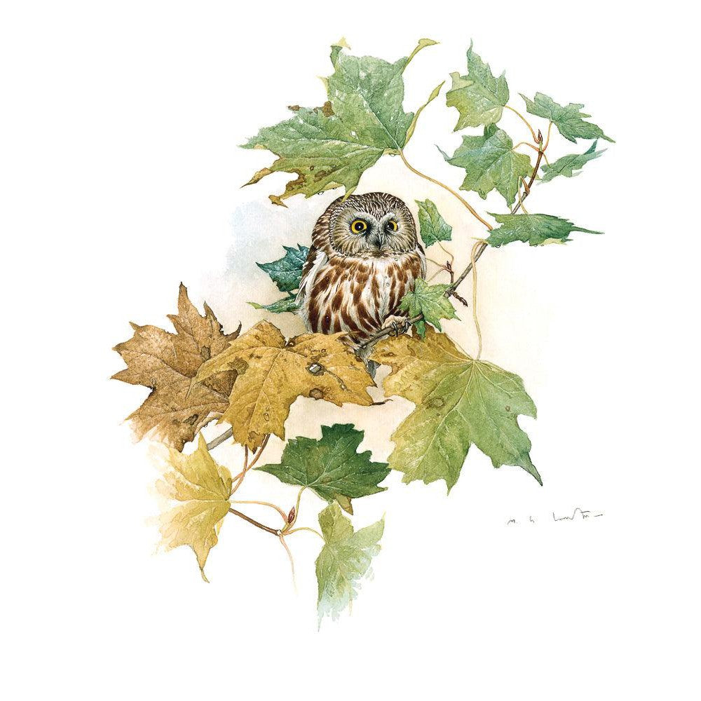 Saw-Whet Owl in Maple Tree - Framed Print | Artwork by Glen Loates