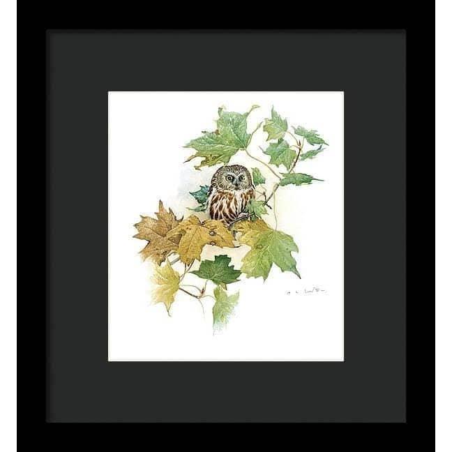 Saw-Whet Owl in Maple Tree - Framed Print | Artwork by Glen Loates