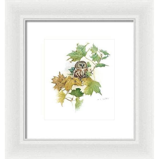 Saw-Whet Owl in Maple Tree - Framed Print | Artwork by Glen Loates