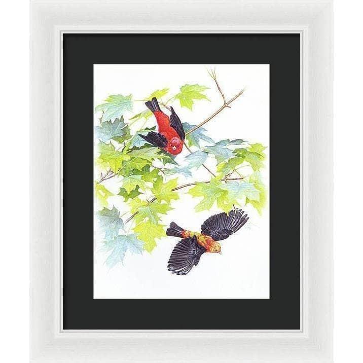 Scarlet Tanagers - Framed Print | Artwork by Glen Loates
