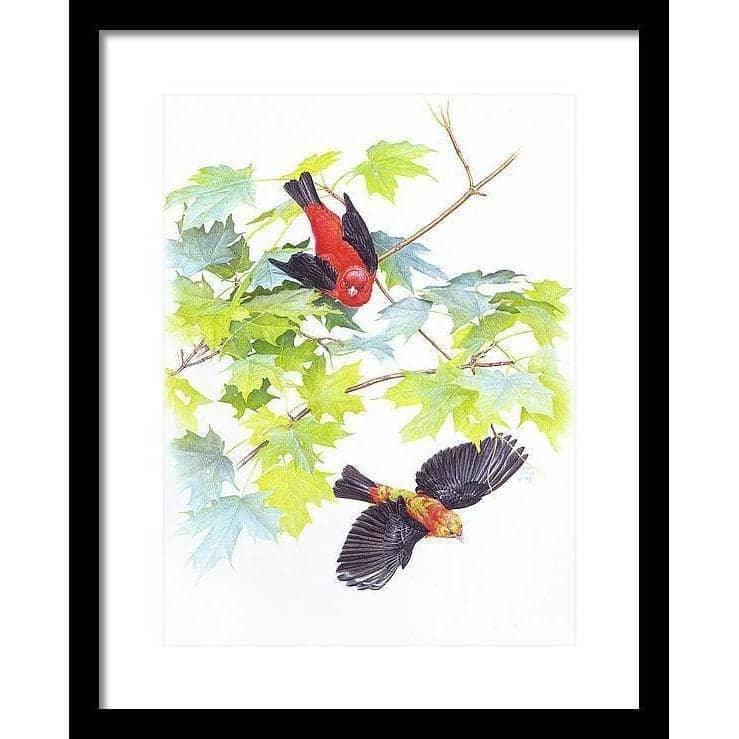 Scarlet Tanagers - Framed Print | Artwork by Glen Loates