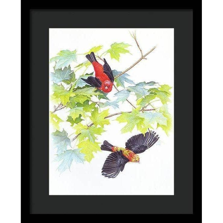Scarlet Tanagers - Framed Print | Artwork by Glen Loates