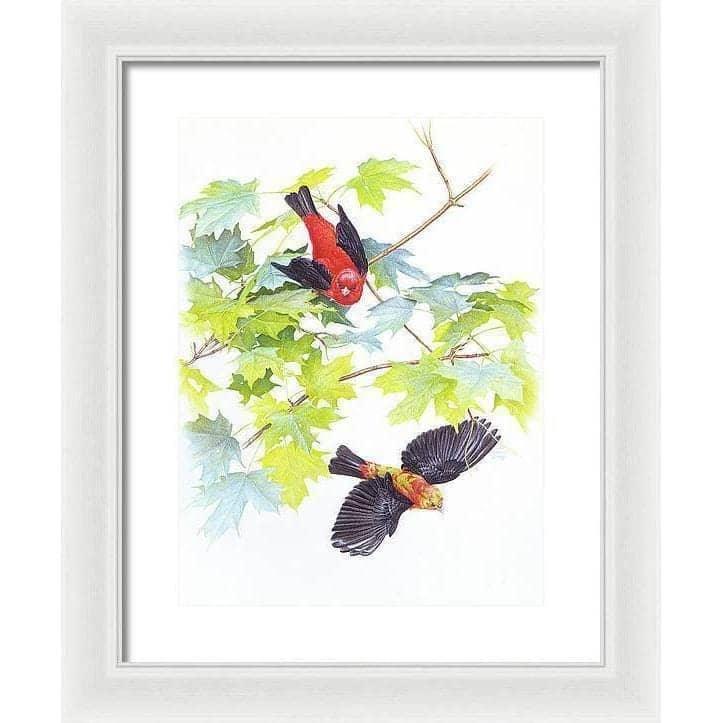 Scarlet Tanagers - Framed Print | Artwork by Glen Loates