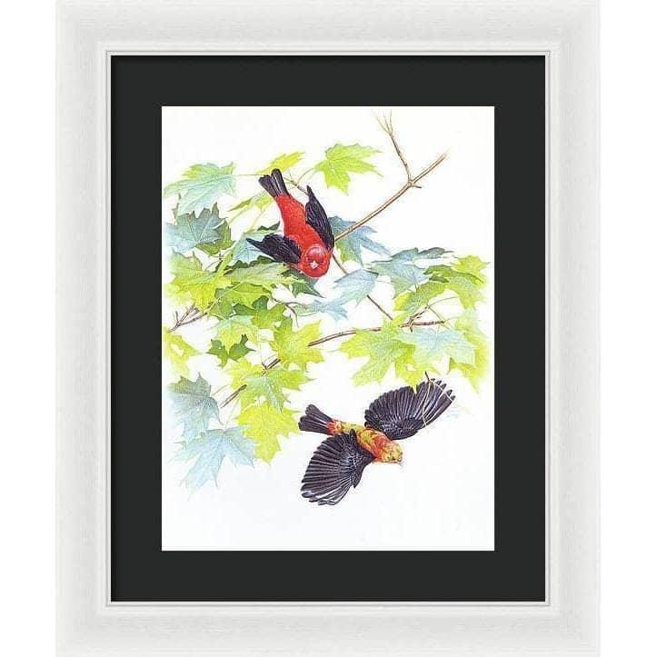 Scarlet Tanagers - Framed Print | Artwork by Glen Loates