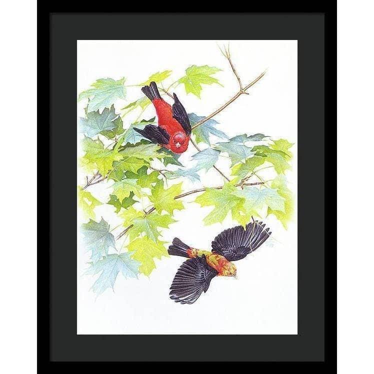 Scarlet Tanagers - Framed Print | Artwork by Glen Loates