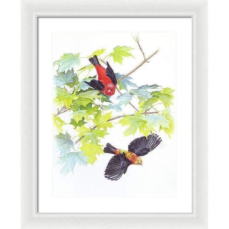 Scarlet Tanagers - Framed Print | Artwork by Glen Loates