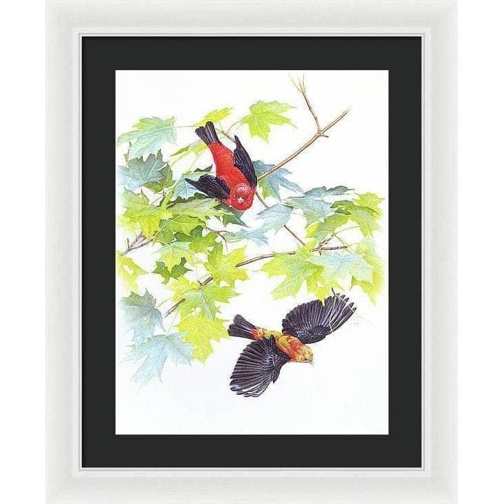 Scarlet Tanagers - Framed Print | Artwork by Glen Loates