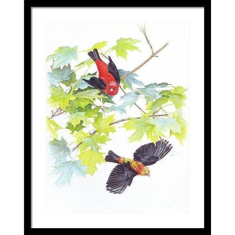 Scarlet Tanagers - Framed Print | Artwork by Glen Loates