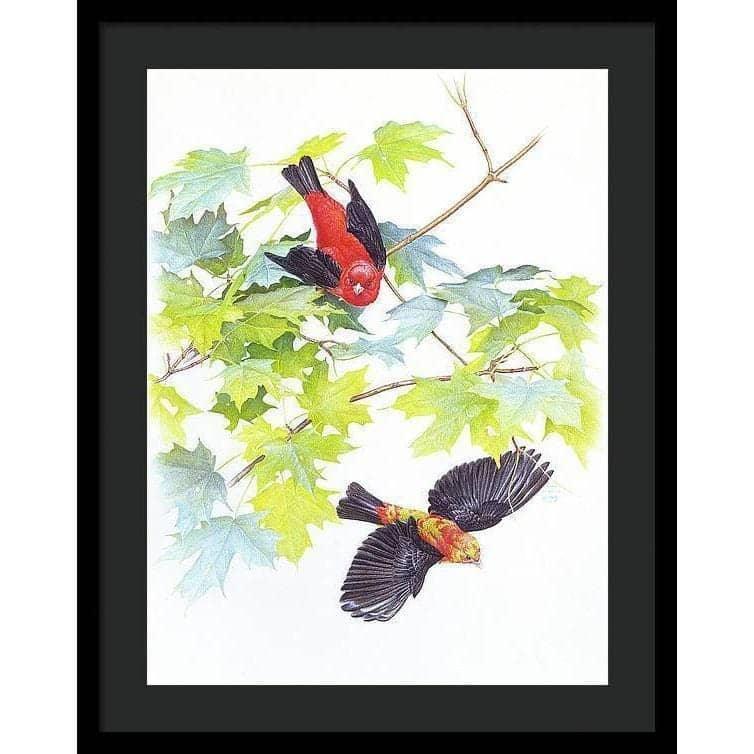 Scarlet Tanagers - Framed Print | Artwork by Glen Loates
