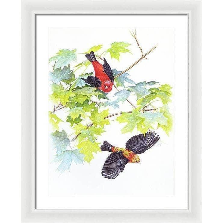 Scarlet Tanagers - Framed Print | Artwork by Glen Loates