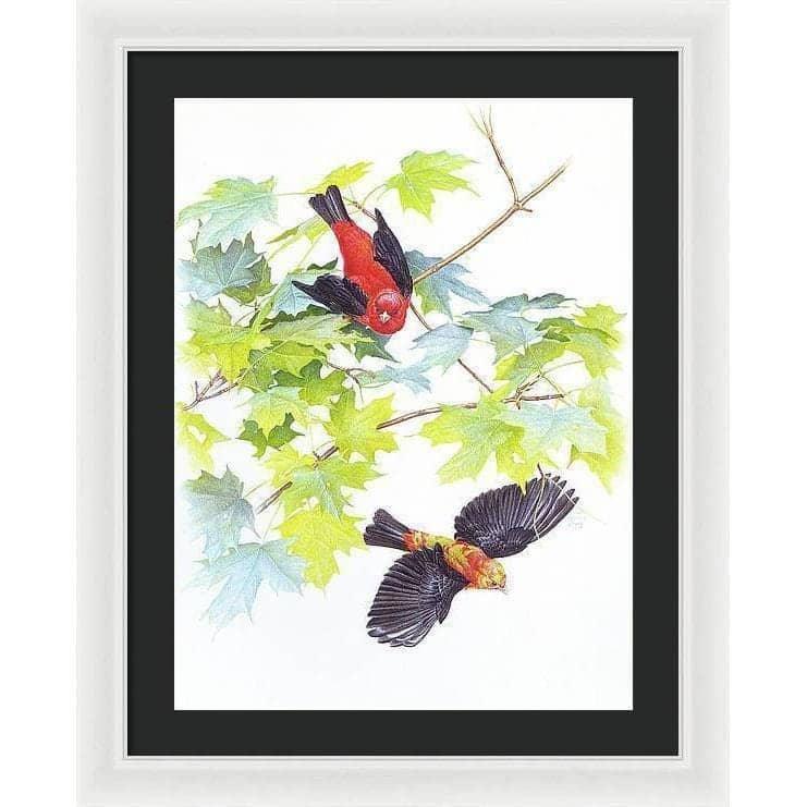 Scarlet Tanagers - Framed Print | Artwork by Glen Loates