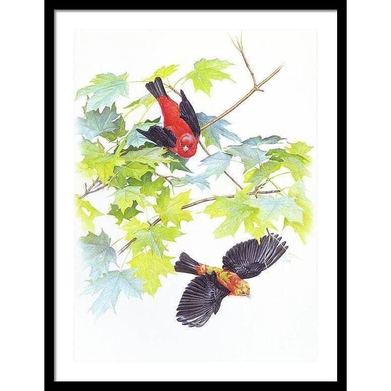 Scarlet Tanagers - Framed Print | Artwork by Glen Loates