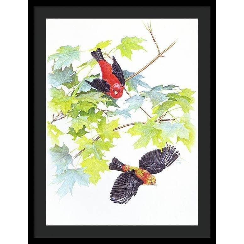 Scarlet Tanagers - Framed Print | Artwork by Glen Loates