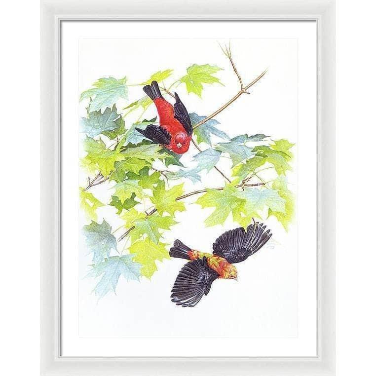 Scarlet Tanagers - Framed Print | Artwork by Glen Loates