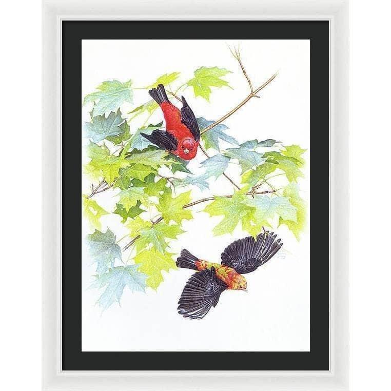 Scarlet Tanagers - Framed Print | Artwork by Glen Loates