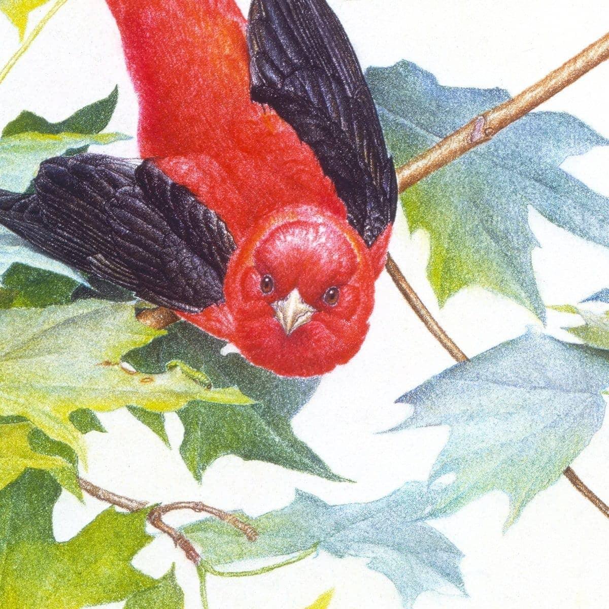 Scarlet Tanagers - Framed Print | Artwork by Glen Loates