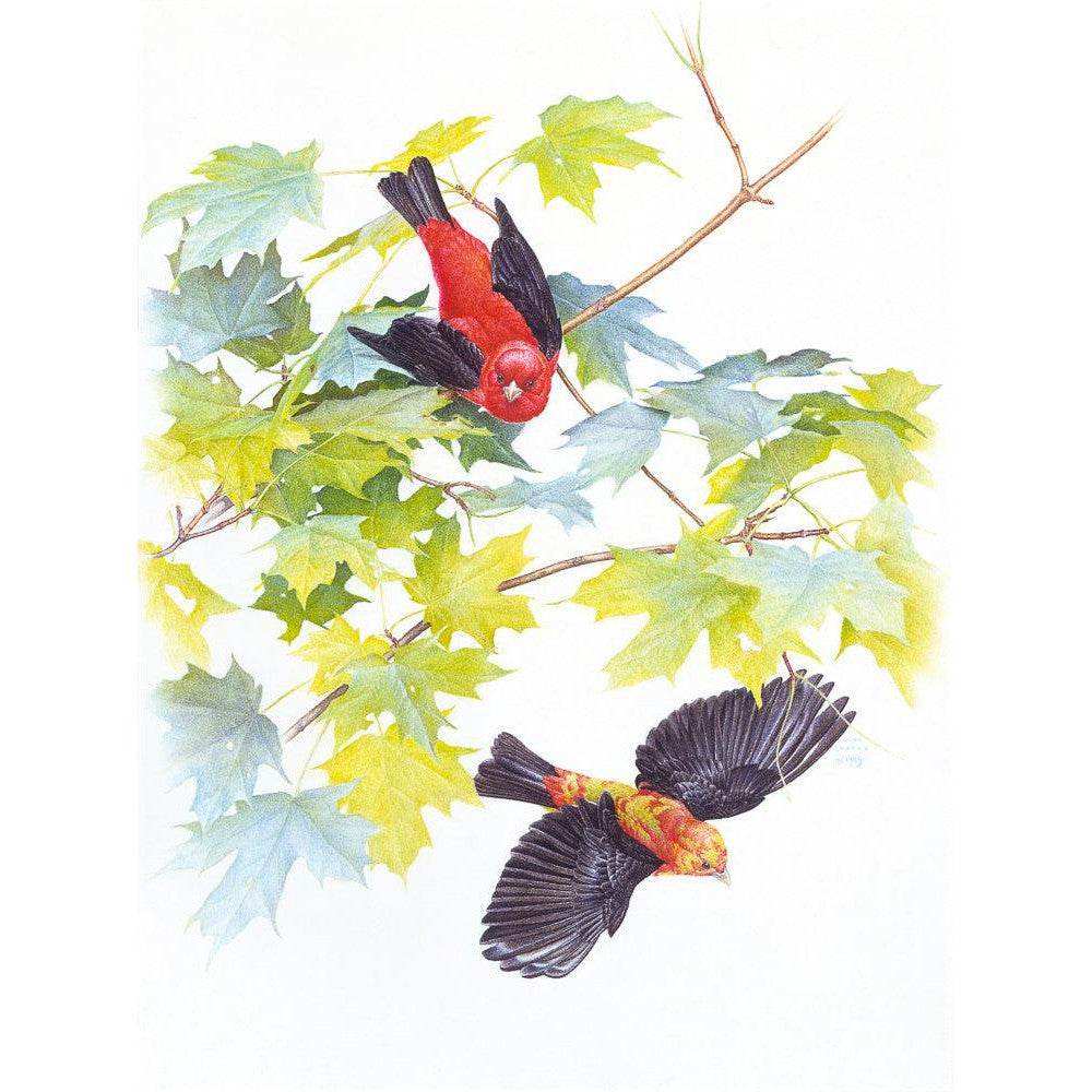 Scarlet Tanagers - Framed Print | Artwork by Glen Loates
