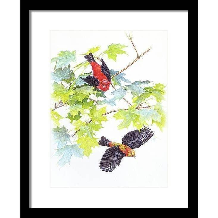 Scarlet Tanagers - Framed Print | Artwork by Glen Loates