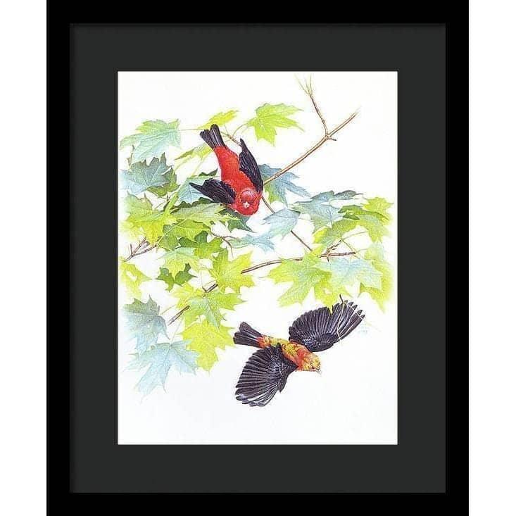 Scarlet Tanagers - Framed Print | Artwork by Glen Loates