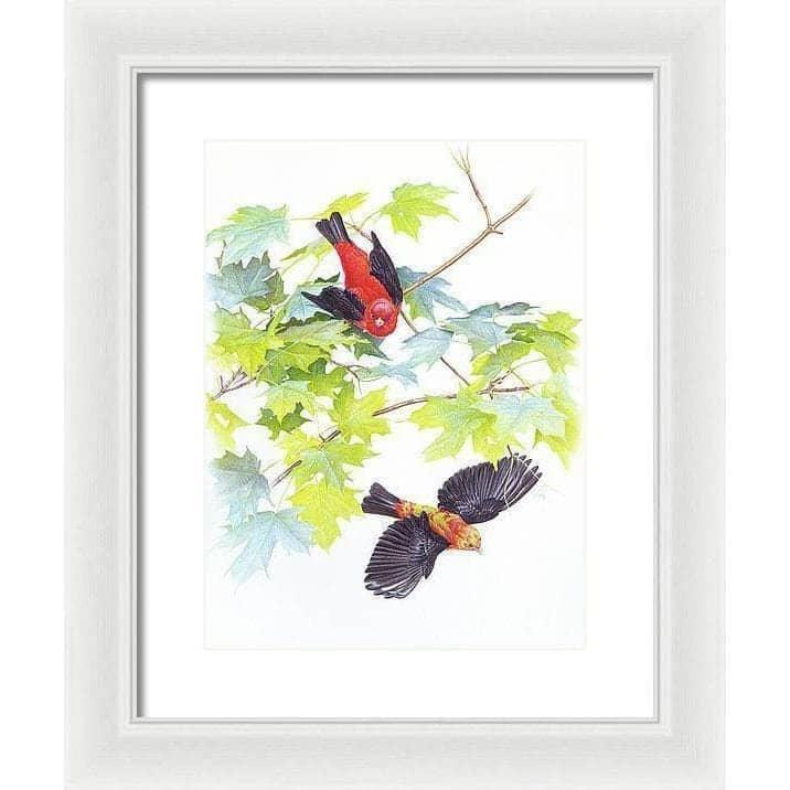 Scarlet Tanagers - Framed Print | Artwork by Glen Loates