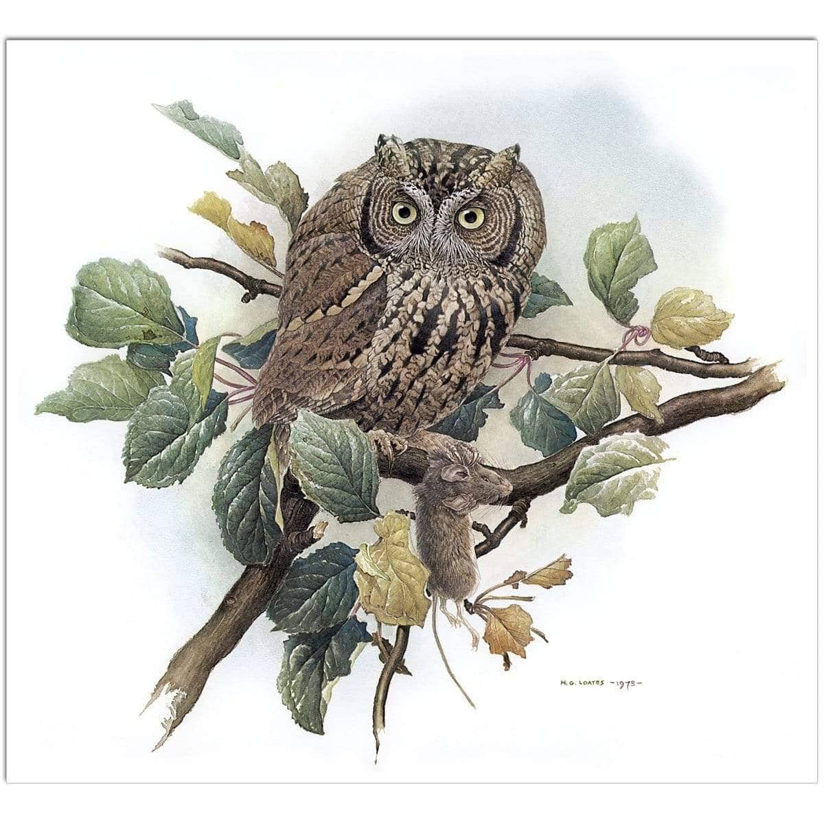 Screech Owl with Field Mouse - Art Print | Artwork by Glen Loates
