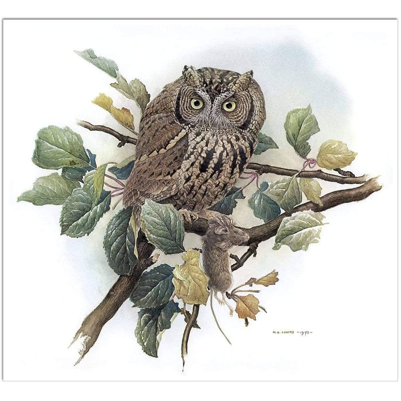 Screech Owl with Field Mouse - Art Print | Artwork by Glen Loates
