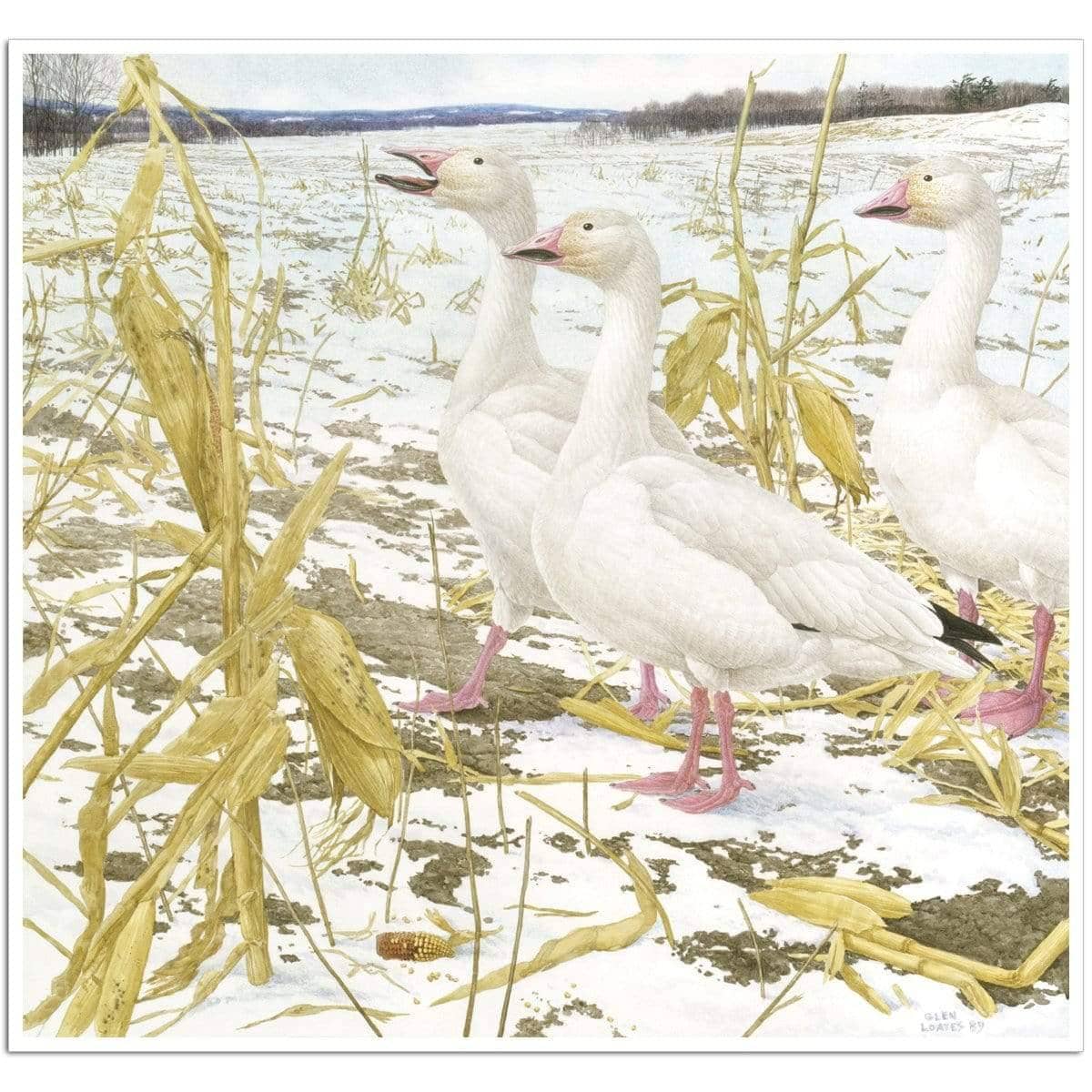 Snow Geese in Corn Field - Art Print | Artwork by Glen Loates