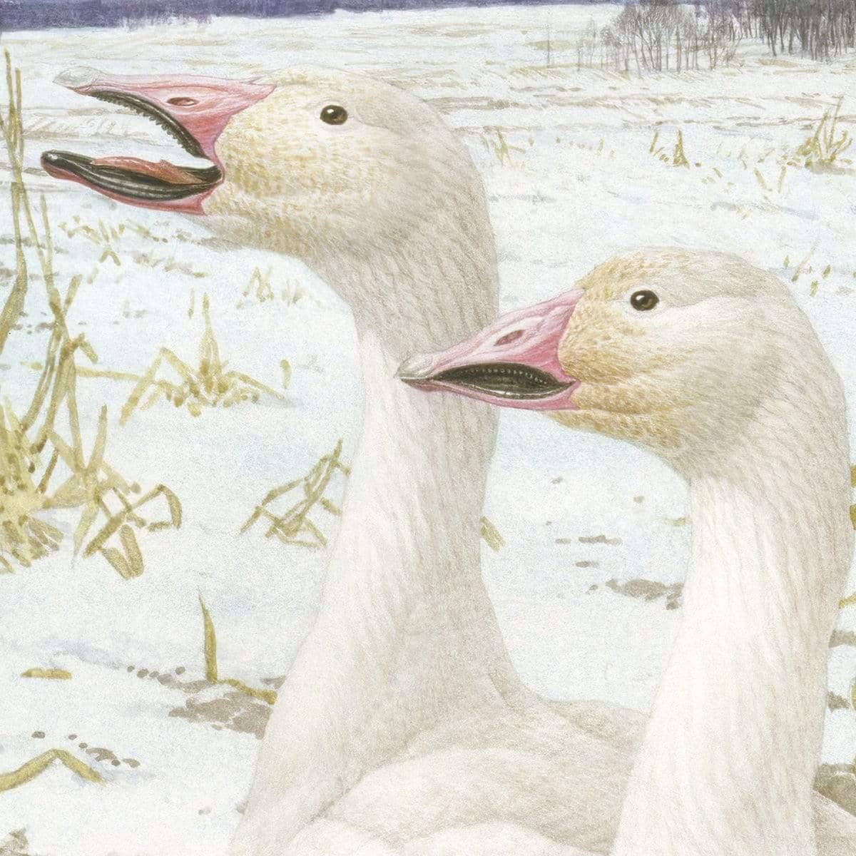 Snow Geese in Corn Field - Art Print | Artwork by Glen Loates