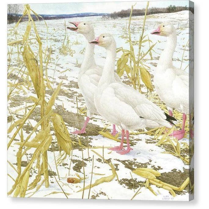 Snow Geese in Corn Field - Canvas Print | Artwork by Glen Loates