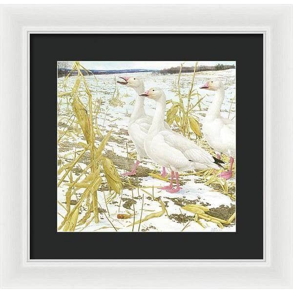 Snow Geese in Corn Field - Framed Print | Artwork by Glen Loates