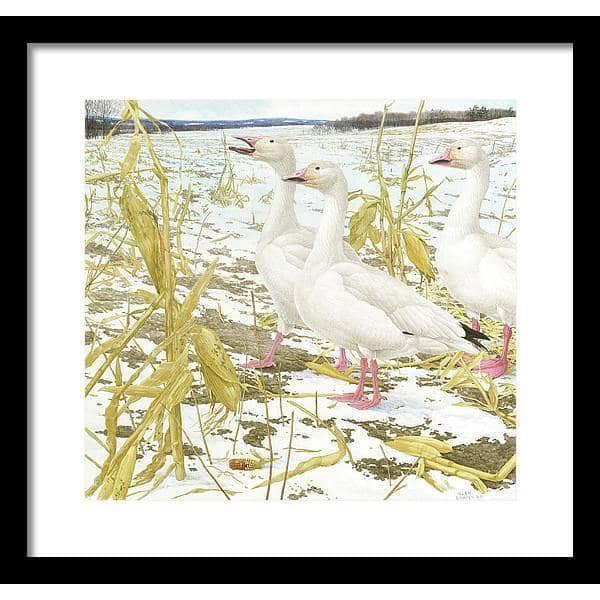 Snow Geese in Corn Field - Framed Print | Artwork by Glen Loates