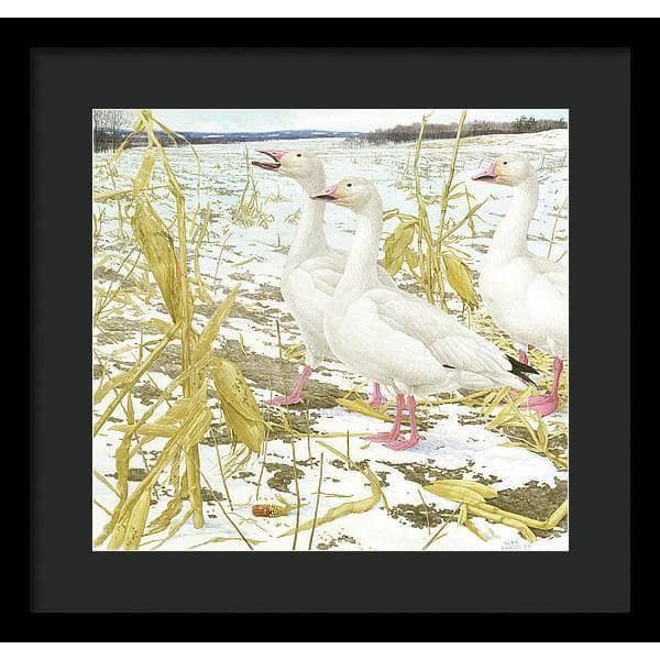 Snow Geese in Corn Field - Framed Print | Artwork by Glen Loates