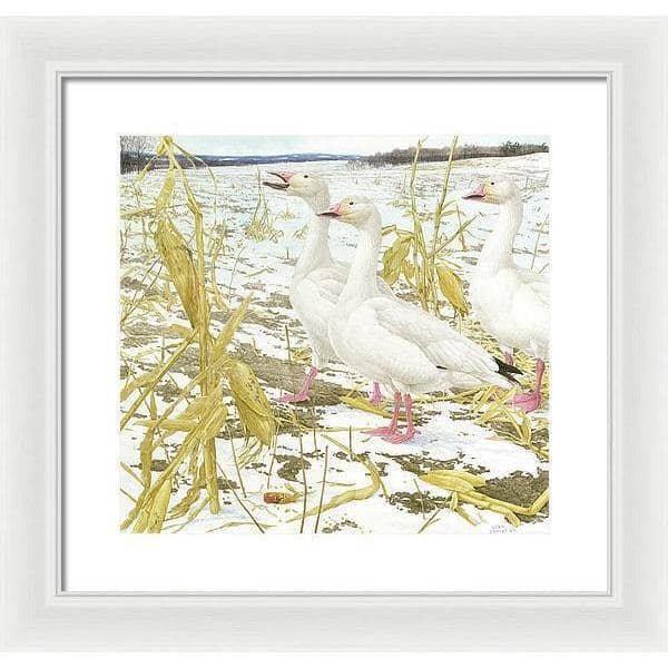Snow Geese in Corn Field - Framed Print | Artwork by Glen Loates