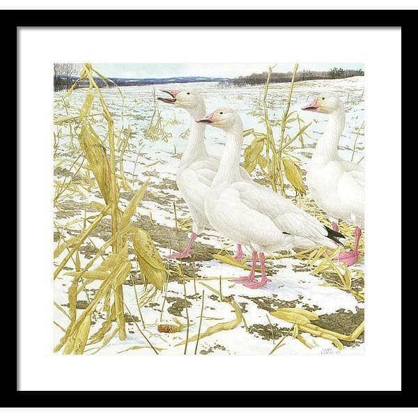 Snow Geese in Corn Field - Framed Print | Artwork by Glen Loates