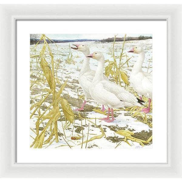 Snow Geese in Corn Field - Framed Print | Artwork by Glen Loates