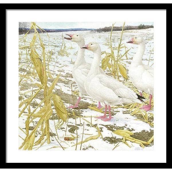 Snow Geese in Corn Field - Framed Print | Artwork by Glen Loates