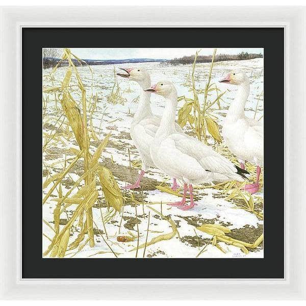 Snow Geese in Corn Field - Framed Print | Artwork by Glen Loates