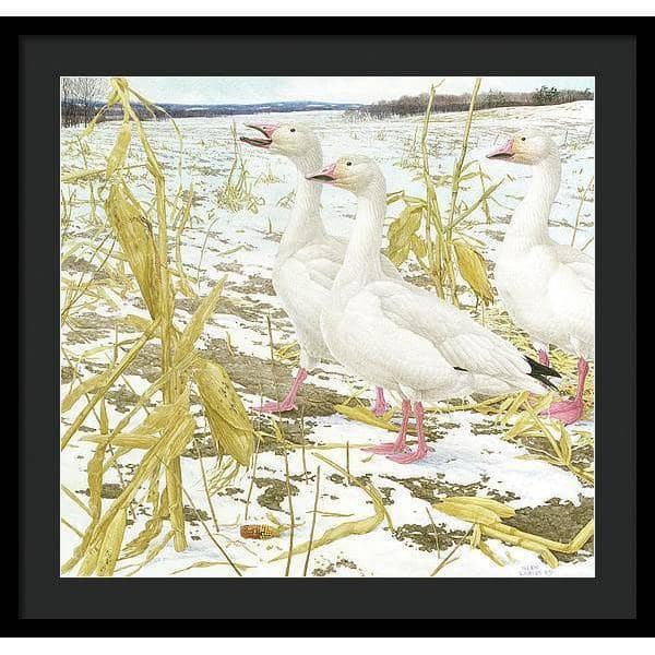 Snow Geese in Corn Field - Framed Print | Artwork by Glen Loates