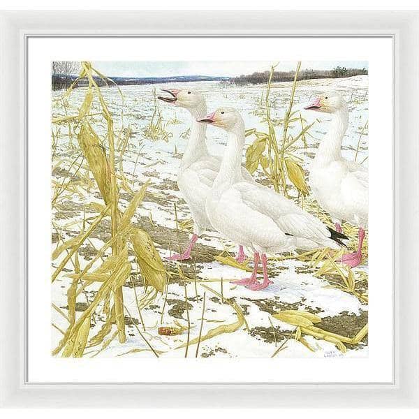 Snow Geese in Corn Field - Framed Print | Artwork by Glen Loates