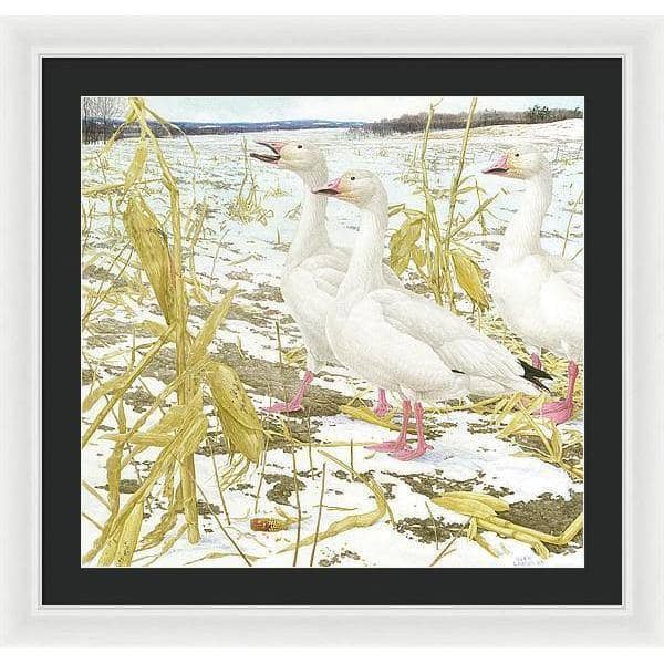 Snow Geese in Corn Field - Framed Print | Artwork by Glen Loates