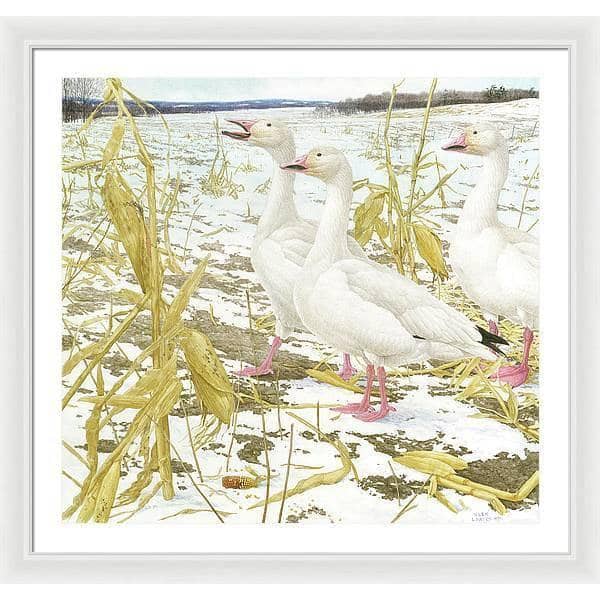 Snow Geese in Corn Field - Framed Print | Artwork by Glen Loates