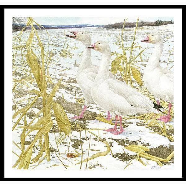 Snow Geese in Corn Field - Framed Print | Artwork by Glen Loates